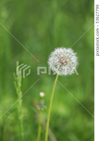 Fluff Fluff 53627799