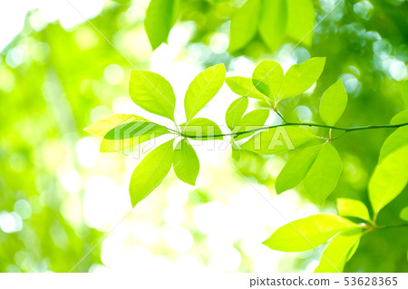 Fresh green 53628365