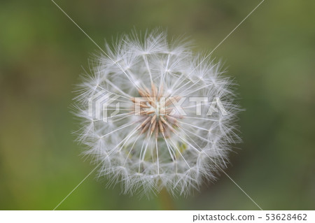 Fluff Fluff 53628462