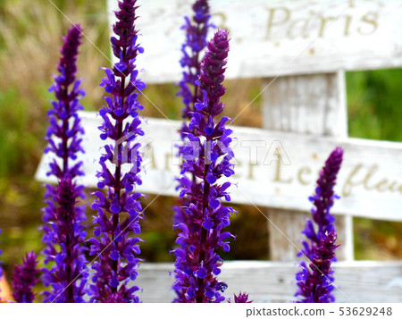 Salvia Nemorosa Caladonna 53629248