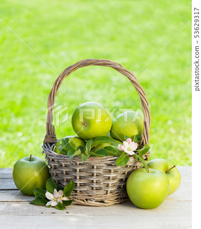 Fresh garden green apples in basket Fresh garden green apples in basket 53629317