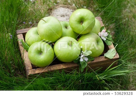 Fresh garden green apples in box Fresh garden green apples in box 53629328