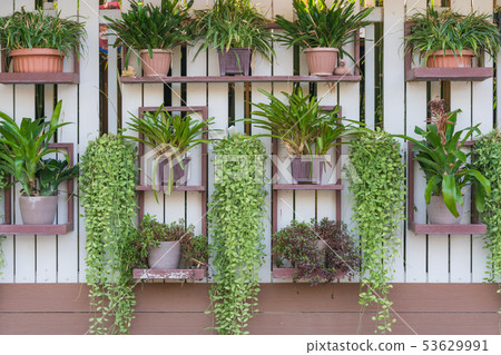 Dischidia ruscifolia or dave plant decorate Dischidia ruscifolia or dave plant decorate 53629991