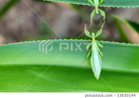 Leaf Insect on the leaves and the natural Leaf Insect on the leaves and the natural 53630144