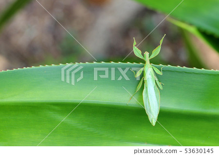 Leaf Insect on the leaves and the natural Leaf Insect on the leaves and the natural 53630145