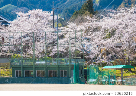 Wazuka movement park and cherry blossoms Kyoto Uji tea Green tea Matcha 53630215