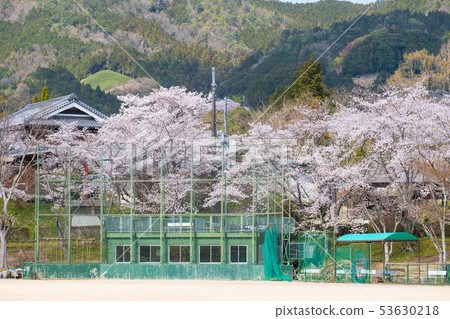 Wazuka運動公園和櫻花京都宇治茶綠茶抹茶 53630218