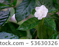 Beautiful white flowers after rain. 53630326