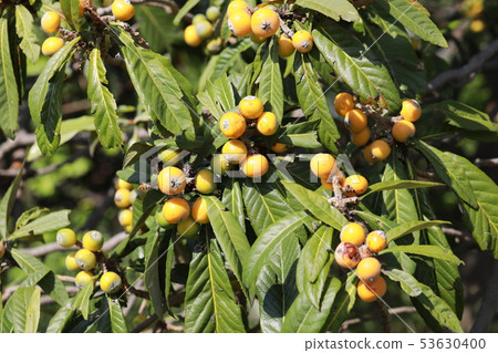 Loquat Loquat 53630400