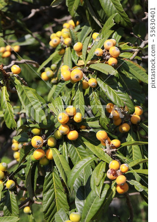Loquat Loquat 53630401