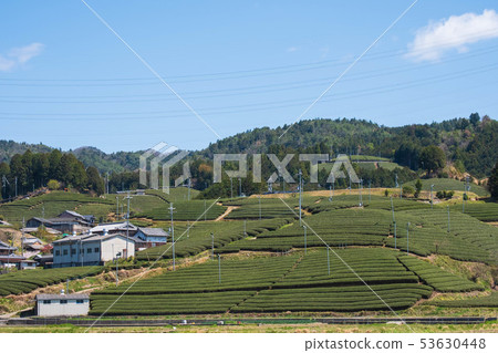 京都府和睦町的茶園宇治茶抹茶綠茶綠茶2019年4月 京都府和睦町的茶園宇治茶抹茶綠茶綠茶2019年4月 53630448