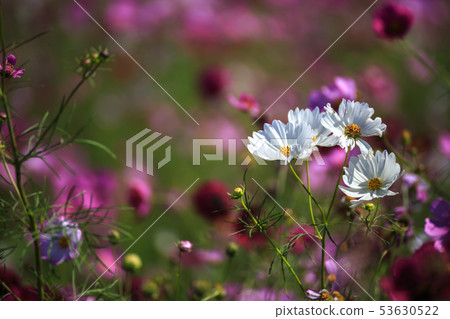 Cosmos field autumn image Cosmos field autumn image 53630522