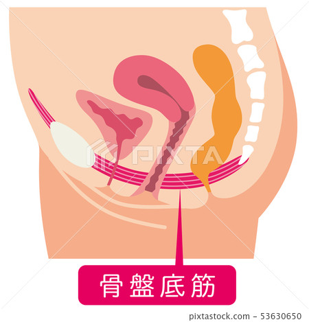 骨盆底肌肉 骨盆底肌肉 53630650
