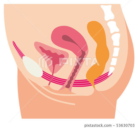Pelvic floor muscles Pelvic floor muscles 53630703