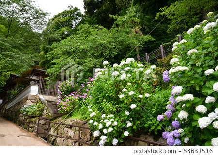 從Haseji寺 53631516