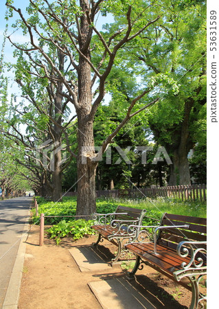 Fresh green bream ginkgo rowing tree Minato Ward 53631589