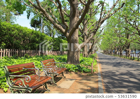 Fresh green bream ginkgo rowing tree Minato Ward 53631590