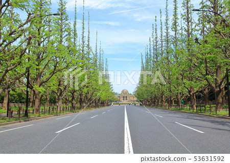 Fresh green bream ginkgo rowing tree Minato Ward 53631592