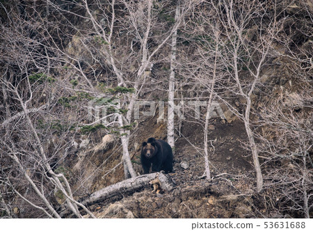 不滿的棕熊 不滿的棕熊 53631688