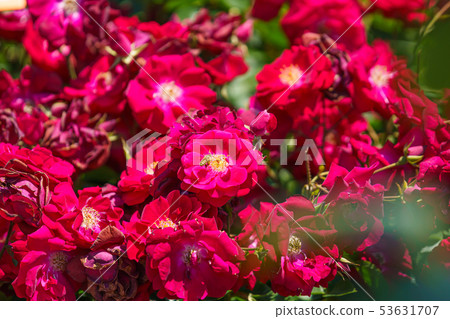 玫瑰花（春天玫瑰）[Hughy博士]生產於1914年在美國生產 53631707