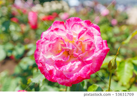 玫瑰花（春天玫瑰）[雙喜]生產於1976年產自美國 53631709