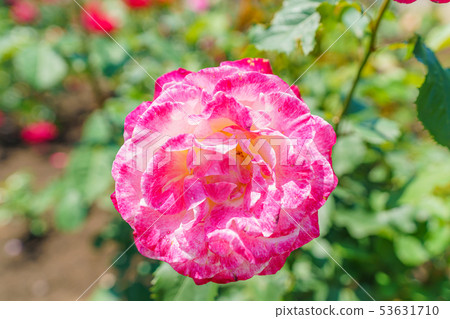 玫瑰花（春天玫瑰）[雙喜]生產於1976年產自美國 53631710