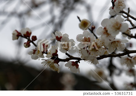 梅花 梅花 53631731