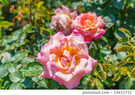 玫瑰花（春天玫瑰）[芝加哥和平] 1961年起源國家美國 53631732