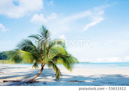 Palm tree on sand beach. 53631912