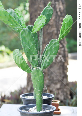 cactus in the flower pot, Opuntia cactus in the flower pot, Opuntia 53632142