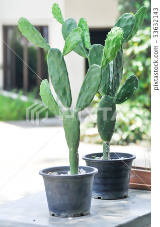 cactus in the flower pot, Opuntia 53632143