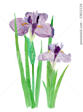 Iris ensata var.Ensata花束 53632158