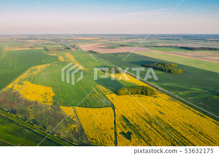 Natural Green Field With Trails Lines In Blooming Canola Yellow Flowers. Top View Of Rape Plant 53632175
