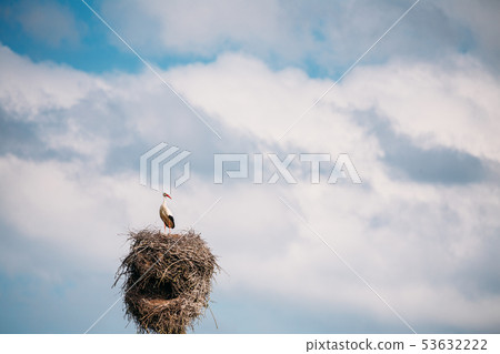 European White Stork - Ciconia Ciconia - Sitting In Nest In Sunny Spring Day. Belarus, Belarusian 53632222