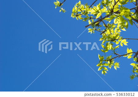 Fresh green and blue sky Fresh green and blue sky 53633012