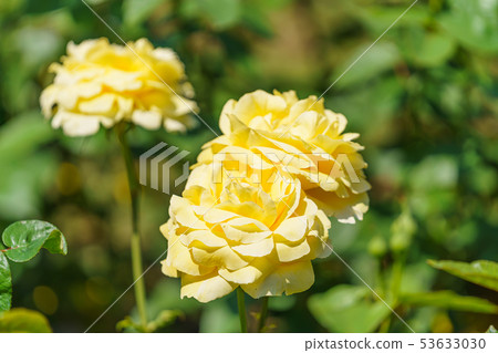 玫瑰花（春天玫瑰）[星光]出生年份1975年出生日本 53633030