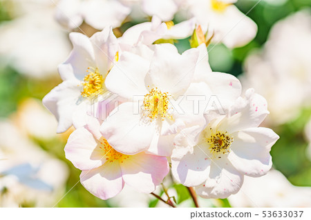 Rose Flower (Spring Rose) [Sally Holmes] Year of Origin 1976 Year of Origin United Kingdom 53633037