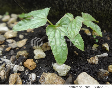 Futaba of morning glory Futaba of morning glory 53633089
