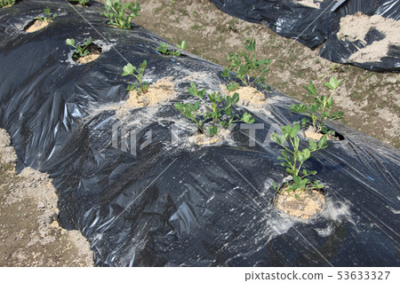 Groundnut planting 53633327