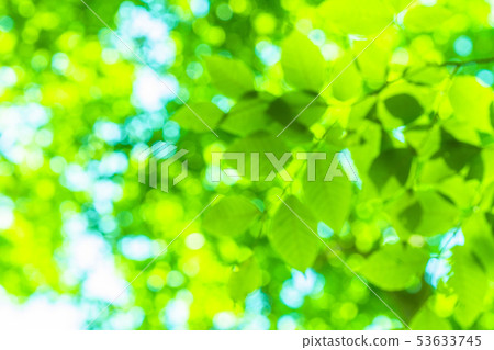 新鮮的綠色和生態形象 新鮮的綠色和生態形象 53633745