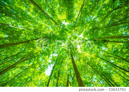 Fresh green and eco image 53633791