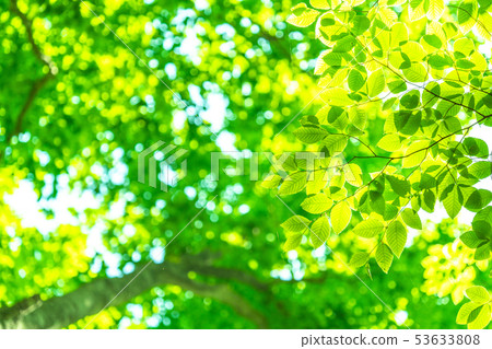 Fresh green and eco image 53633808