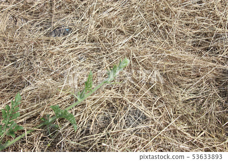 西瓜種植 53633893