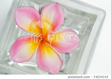 Plumeria flower on water Plumeria flower on water 53634143