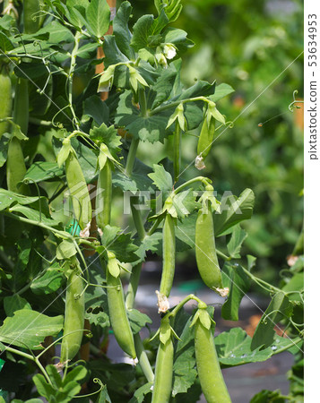 green pea 53634953