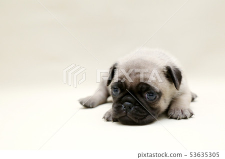 Pug puppy 53635305