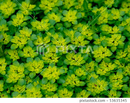 Crowded Nekonomesou 53635345