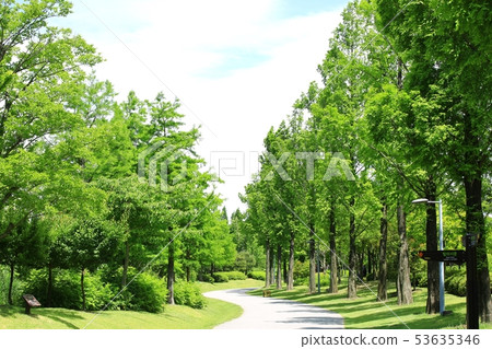 Spring garden, tree-lined street 53635346
