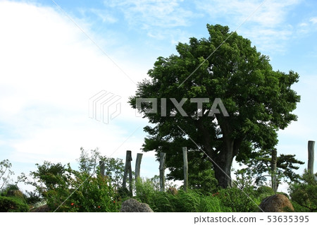 Spring garden, tree-lined street 53635395