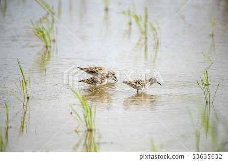 Quail 53635632